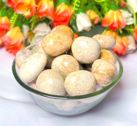 Fossil Coral Stone Tumbled Stone - Spiritual Stone -Healing Crystals in pack sizes of 1,3,5, and 10 Pieces Quality AAAAA +++++