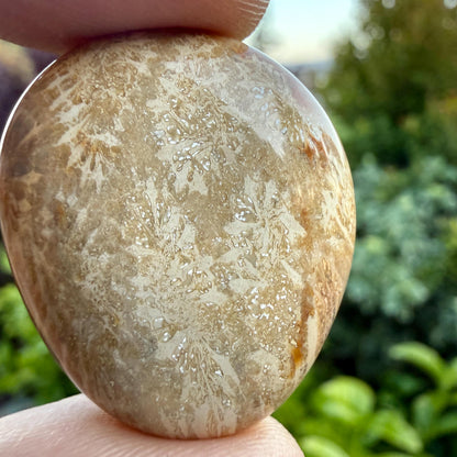 Tumbled Fossil Stone – Natural Fossil Tumble, Fossilized Tumbled Stone, Polished Fossil Specimen, Ancient Fossil Collectible