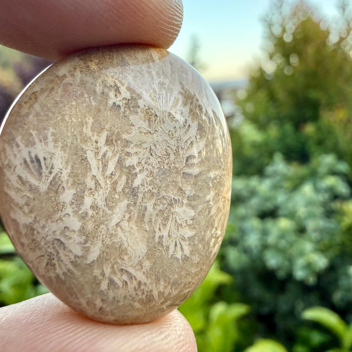 Tumbled Fossil Stone – Natural Fossil Tumble, Fossilized Tumbled Stone, Polished Fossil Specimen, Ancient Fossil Collectible