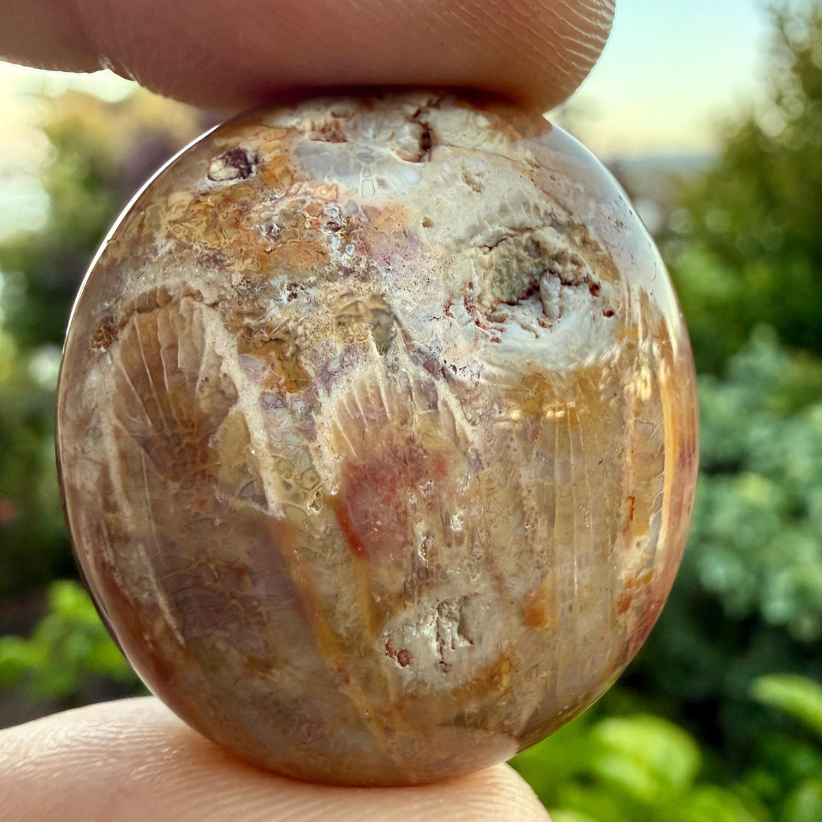 Tumbled Fossil Stone – Natural Fossil Tumble, Fossilized Tumbled Stone, Polished Fossil Specimen, Ancient Fossil Collectible